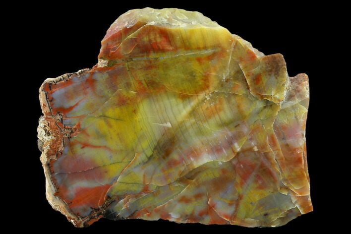 Colorful Petrified Wood (Araucarioxylon) Section - Arizona #133216